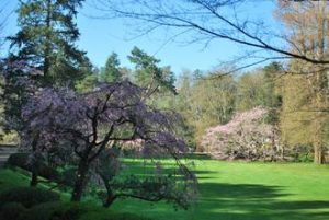 Les cerisiers du Parc Orientatal